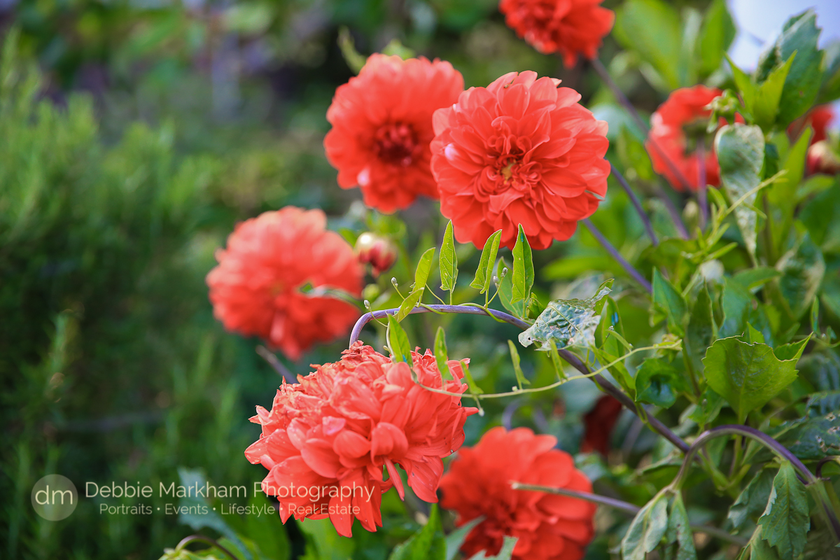 Destination Wedding_Photos_Garden Wedding_Quaint Wedding_Outdoor Reception_Portraits_Robin's Restaurant_Cambria_Photographer_Debbie Markham-0714