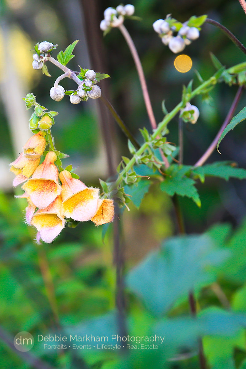 Destination Wedding_Photos_Garden Wedding_Quaint Wedding_Outdoor Reception_Portraits_Robin's Restaurant_Cambria_Photographer_Debbie Markham-0723