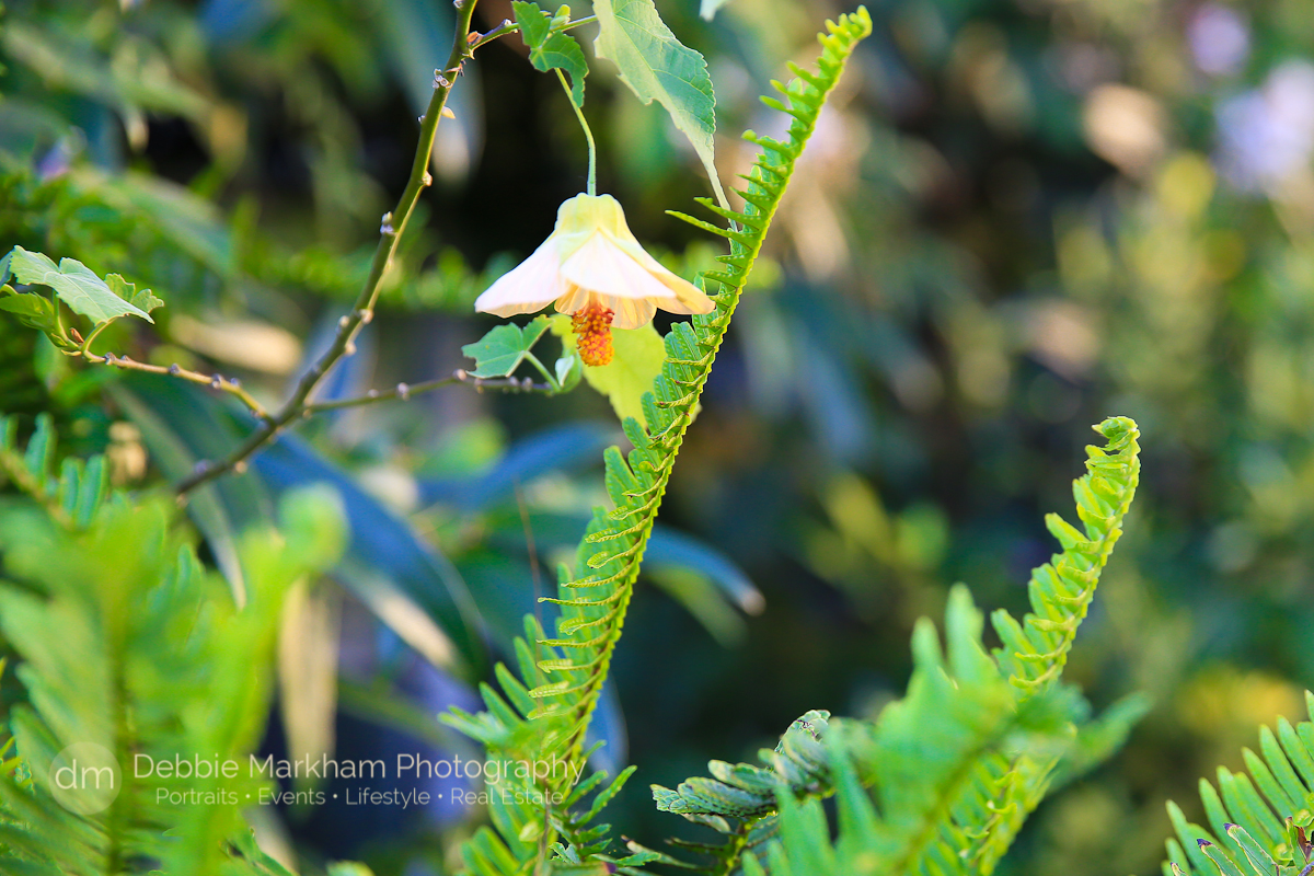 Destination Wedding_Photos_Garden Wedding_Quaint Wedding_Outdoor Reception_Portraits_Robin's Restaurant_Cambria_Photographer_Debbie Markham-0725