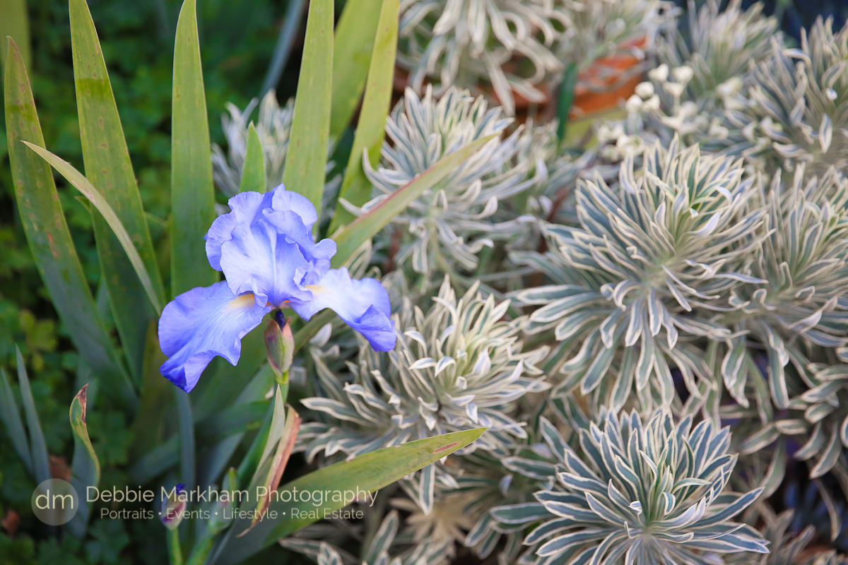 Destination Wedding_Photos_Garden Wedding_Quaint Wedding_Outdoor Reception_Portraits_Robin's Restaurant_Cambria_Photographer_Debbie Markham-0872