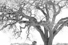 Same Sex Engagement_Sculpterra Winery_Paso Robles_Gay friendly_Photographer-76