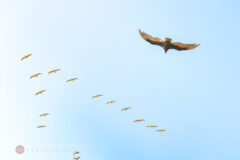 Surprise Proposal and Engagement PHotos