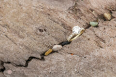 Surprise Proposal and Engagement PHotos